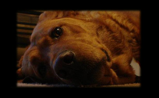 My Bubba